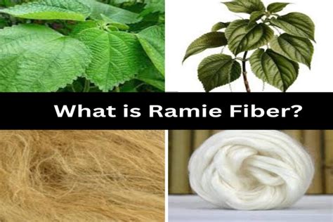  Ramie Textile: A Deep Dive into its Properties, Uses, and Sustainable Production Characteristics!