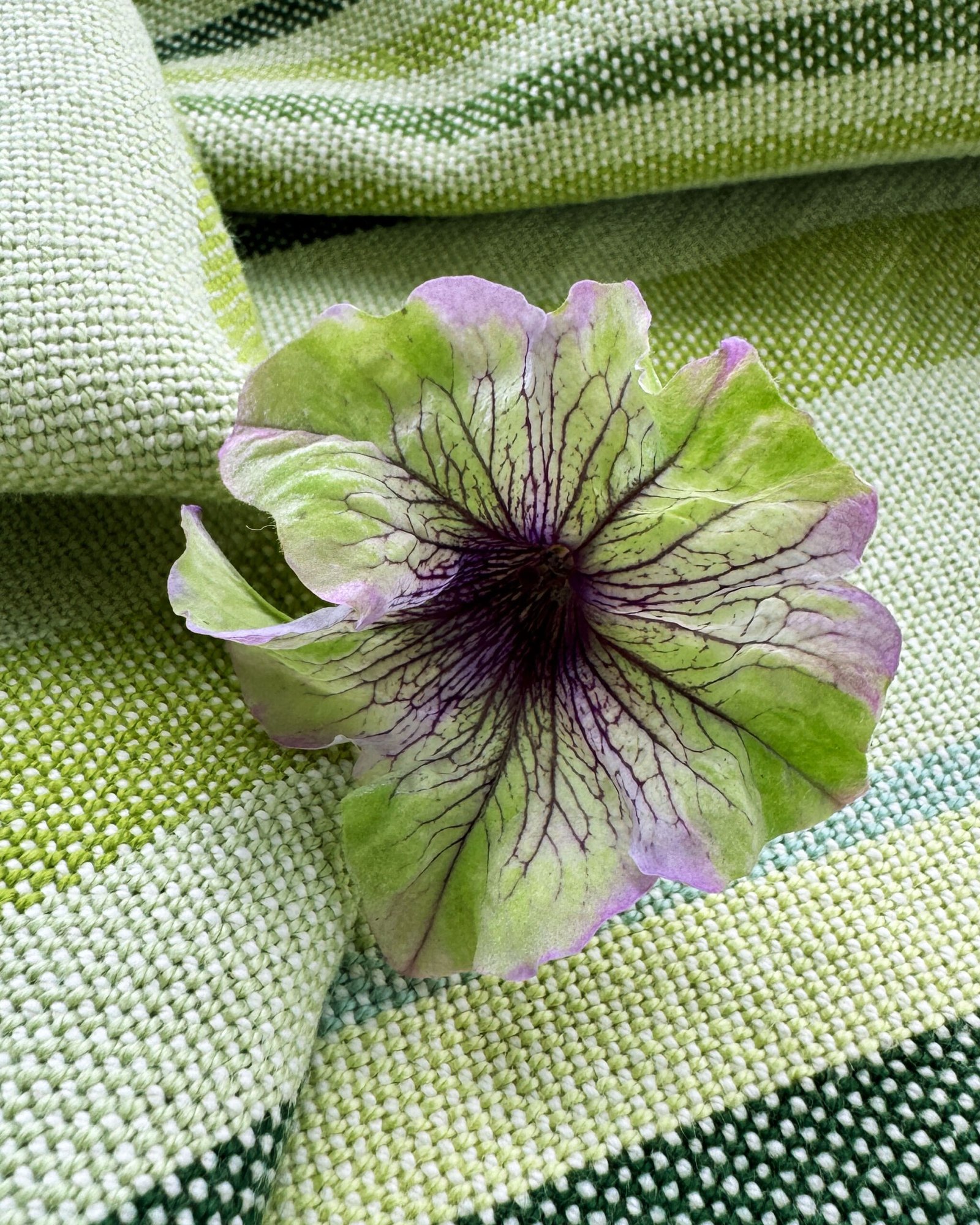 close up of a petunia on a green striped towel